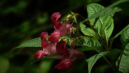 Exotische roze plant