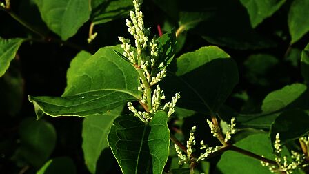 Exotische gele plant