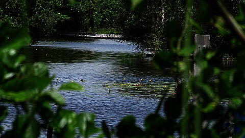Doorkijk water vanuit struiken